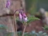 Dicentra Stuart Boo...